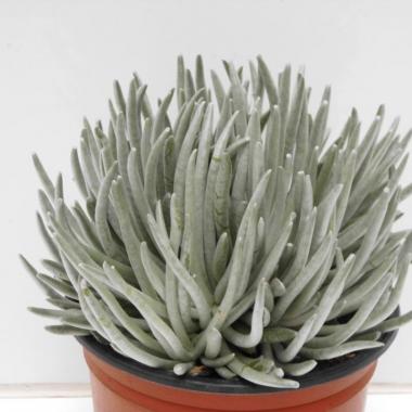 Senecio scaposus